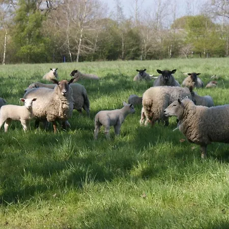 Spacious 4 Bed Family In Parkland Setting